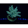 WYSIWYG Acropora 15A1 Maricoltura acclimatata a LED