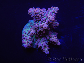 WYSIWYG Acropora 15A7 Mariculture acclimaté led