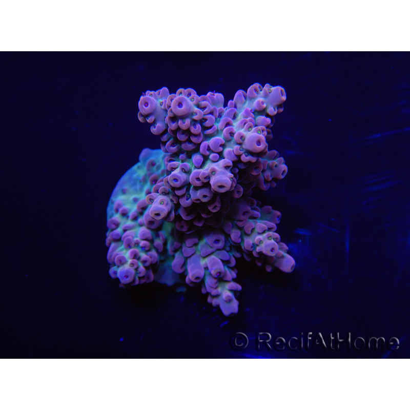 WYSIWYG Acropora 15A7 Mariculture acclimaté led