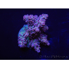 WYSIWYG Acropora 15A7 Mariculture acclimaté led