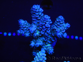 WYSIWYG Acropora tenuis 15B1 Maricoltura acclimatata led