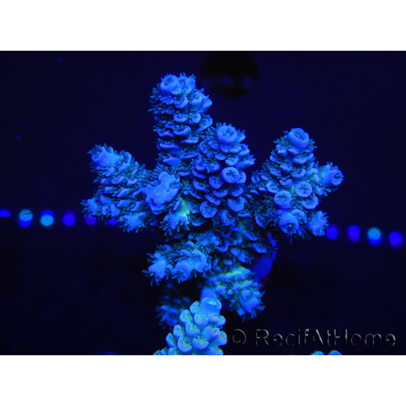 WYSIWYG Acropora tenuis 15B1 Maricoltura acclimatata led