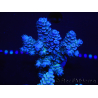 WYSIWYG Acropora tenuis 15B1 Maricoltura acclimatata led