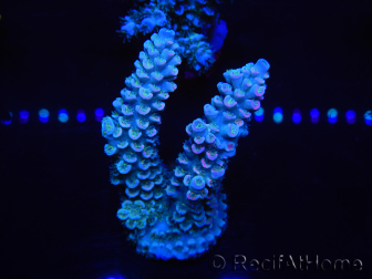 WYSIWYG Acropora tenuis 15B2 Maricoltura acclimatata a LED