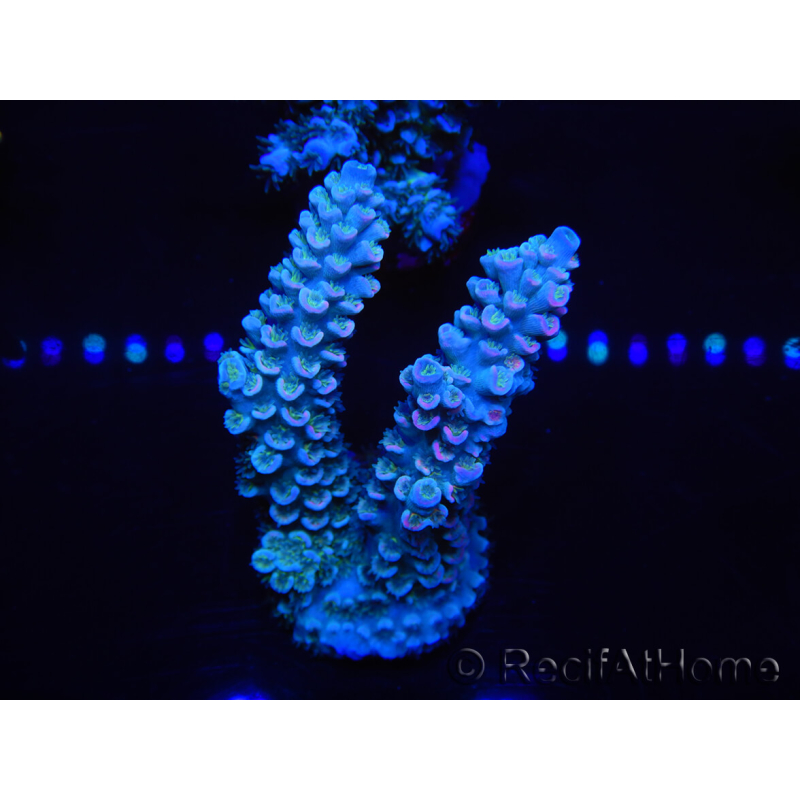 WYSIWYG Acropora tenuis 15B2 Maricoltura acclimatata a LED