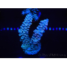 WYSIWYG Acropora tenuis 15B2 Maricoltura acclimatata a LED