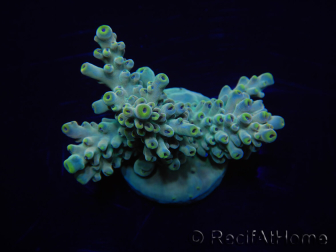 WYSIWYG Acropora 15B6 Mariculture acclimaté led