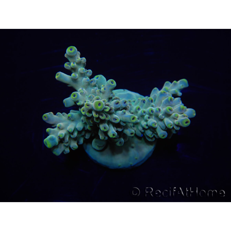 WYSIWYG Acropora 15B6 Mariculture acclimaté led