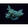 WYSIWYG Acropora 15B6 Mariculture acclimaté led