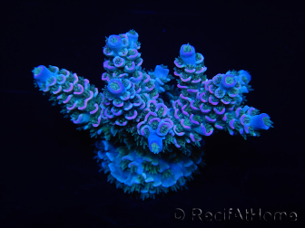 WYSIWYG Acropora tenuis 15B7 Maricoltura acclimatata led