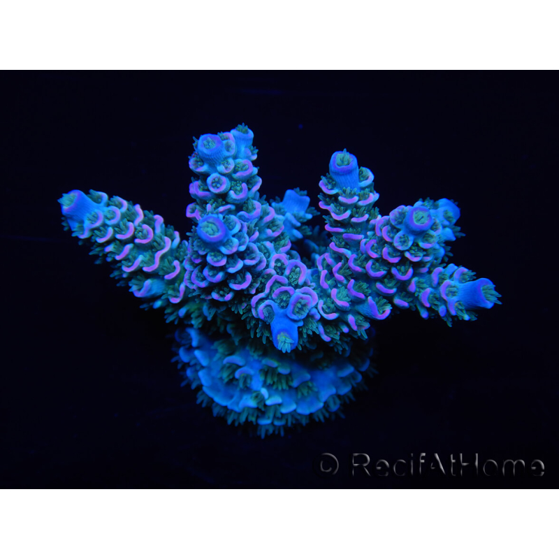 WYSIWYG Acropora tenuis 15B7 Maricoltura acclimatata led