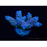 WYSIWYG Acropora tenuis 15B7 Maricoltura acclimatata led