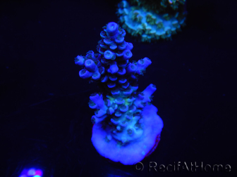 WYSIWYG Acropora tenuis 15C2 Maricoltura acclimatata a LED