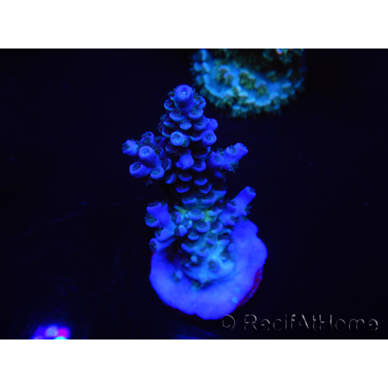 WYSIWYG Acropora tenuis 15C2 Maricoltura acclimatata a LED