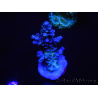 WYSIWYG Acropora tenuis 15C2 Maricoltura acclimatata a LED