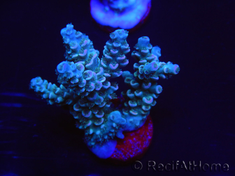 WYSIWYG Acropora tenuis 15C3 Maricoltura acclimatata a LED