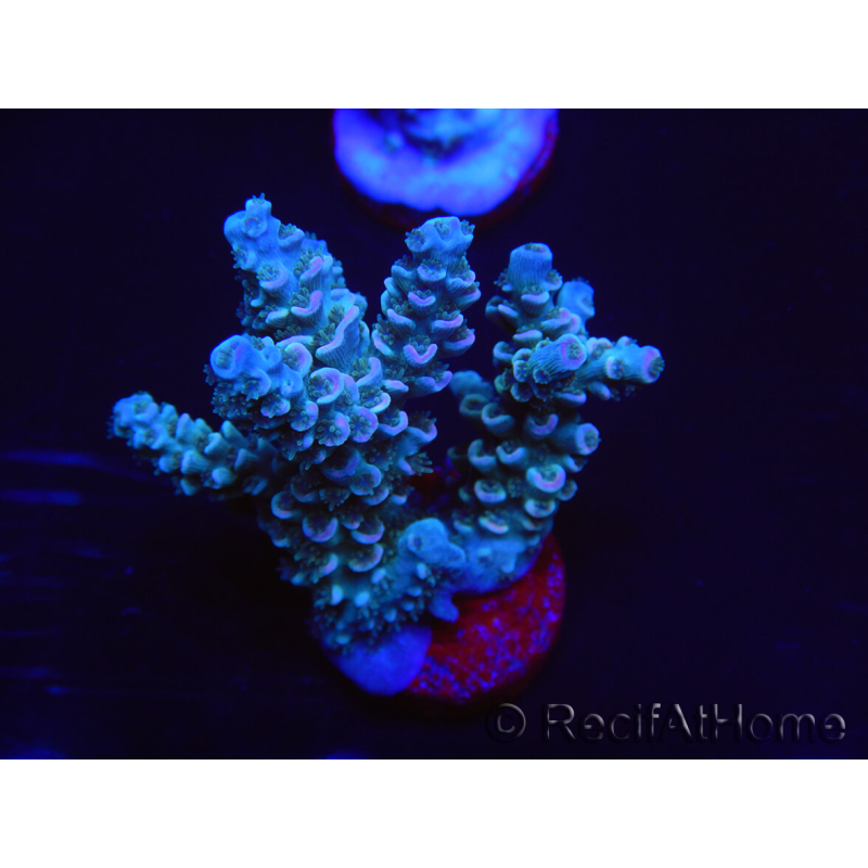 WYSIWYG Acropora tenuis 15C3 Maricoltura acclimatata a LED