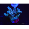 WYSIWYG Acropora tenuis 15C3 Maricoltura acclimatata a LED