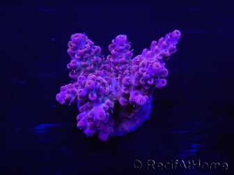 WYSIWYG Acropora 15C4 Maricultuur geacclimatiseerd LED