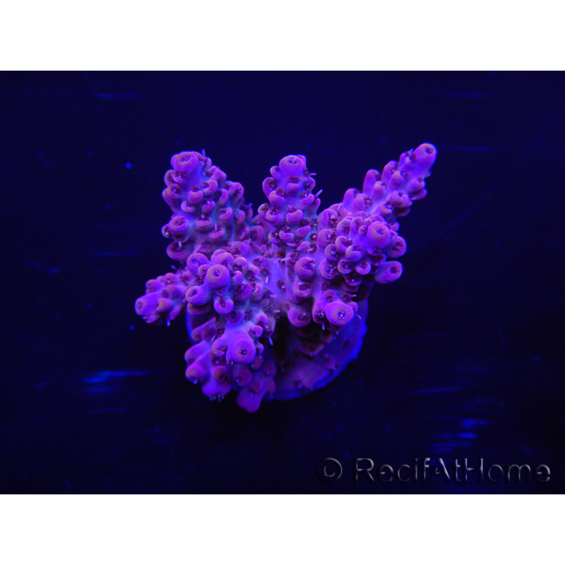 WYSIWYG Acropora 15C4 Maricultuur geacclimatiseerd LED