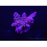 WYSIWYG Acropora 15C4 Maricoltura acclimatata a LED