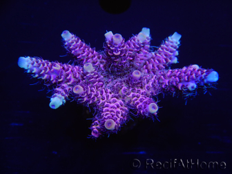 WYSIWYG Acropora millepora 15D1 Maricoltura acclimatata a LED