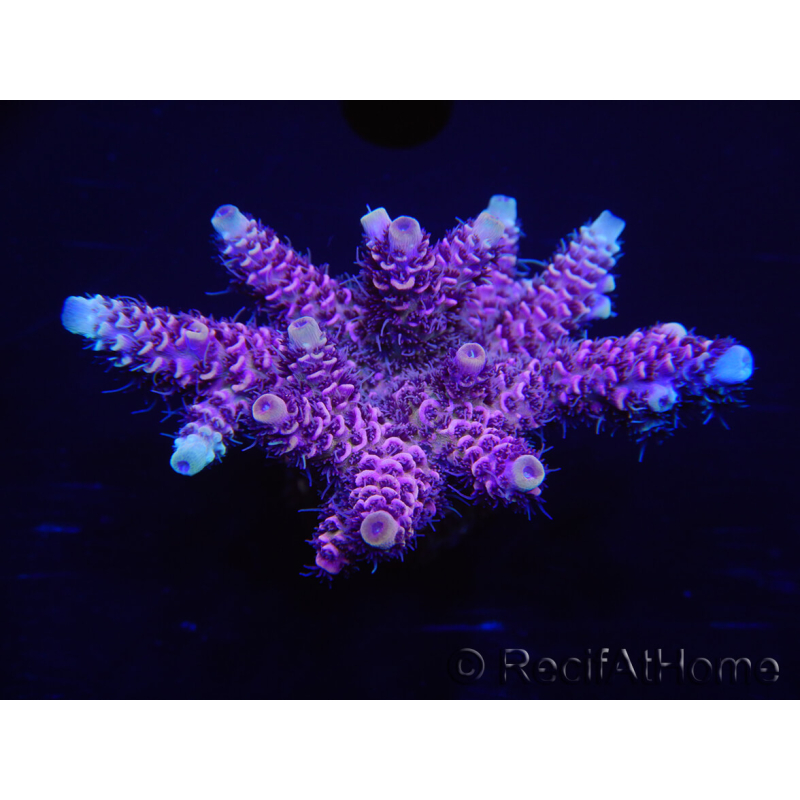 WYSIWYG Acropora millepora 15D1 Maricoltura acclimatata a LED