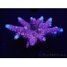 WYSIWYG Acropora millepora 15D1 Maricoltura acclimatata a LED