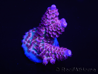 WYSIWYG Acropora tenuis 15D6 Maricultura acclimatata led