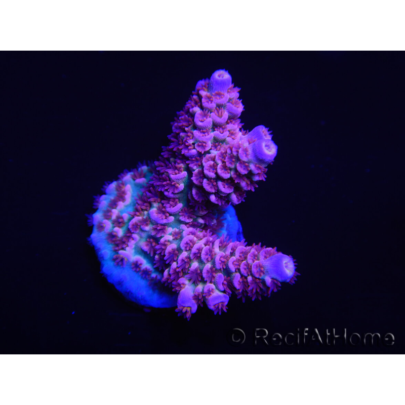 WYSIWYG Acropora tenuis 15D6 Mariculture acclimaté led