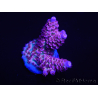 WYSIWYG Acropora tenuis 15D6 Maricultura aclimatada led