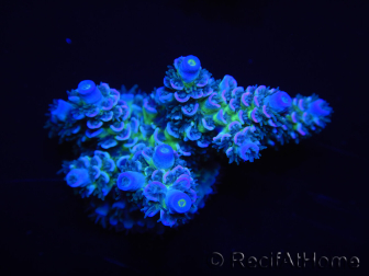 WYSIWYG Acropora tenuis 15D9 Maricoltura acclimatata a LED