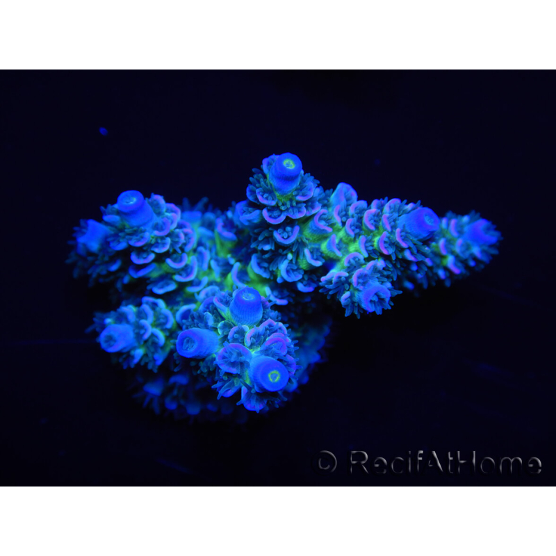 WYSIWYG Acropora tenuis 15D9 Maricoltura acclimatata a LED