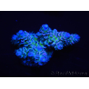 WYSIWYG Acropora tenuis 15D9 Maricoltura acclimatata a LED