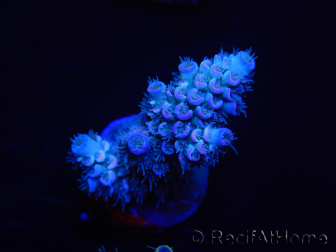 WYSIWYG Acropora tenuis 15E2 Acquacoltura acclimatato led