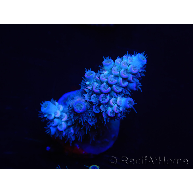 WYSIWYG Acropora tenuis 15E2 Maricultura aclimatada LED