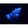 WYSIWYG Acropora tenuis 15E2 Maricultura aclimatada LED