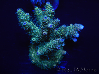 WYSIWYG Acropora millepora 15E5 Mariculture acclimaté led