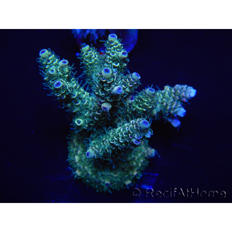 WYSIWYG Acropora millepora 15E5 Mariculture acclimaté led