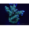 WYSIWYG Acropora millepora 15E5 Mariculture acclimaté led