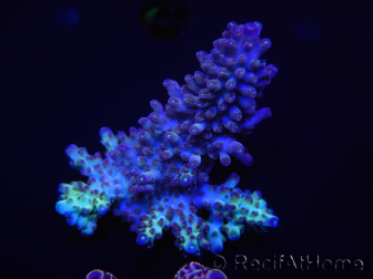 WYSIWYG Acropora 15E8 Australia acclimatata a LED