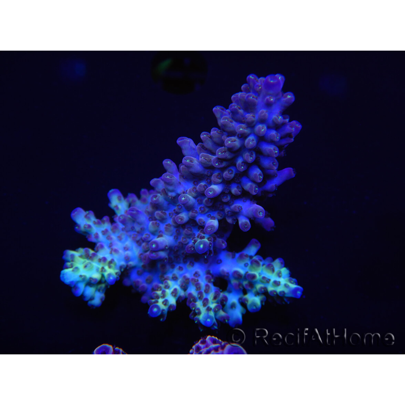 WYSIWYG Acropora 15E8 Australia acclimatata a LED