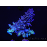 WYSIWYG Acropora 15E8 Australia acclimatata a LED