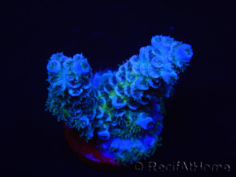 WYSIWYG Acropora tenuis 15F8 Maricoltura acclimatata a LED