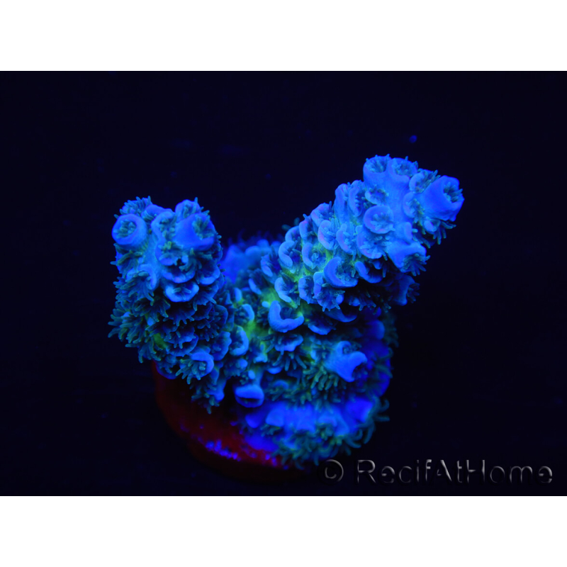 WYSIWYG Acropora tenuis 15F8 Maricoltura acclimatata a LED