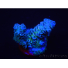 WYSIWYG Acropora tenuis 15F8 Maricoltura acclimatata a LED