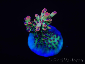 WYSIWYG Acropora microclados 15G3 Australië geacclimatiseerd LED