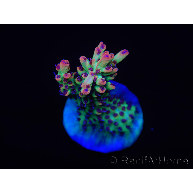 WYSIWYG Acropora microclados 15G3 Australië geacclimatiseerd LED