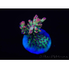 WYSIWYG Acropora microclados 15G3 Australia acclimatata a LED