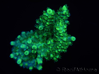 WYSIWYG Acropora aculeus 15G4 Australia acclimatata a LED